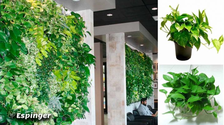 Green wall Plant 1 717x400 - گیاهان دیوار سبز داخلی - بخش اول