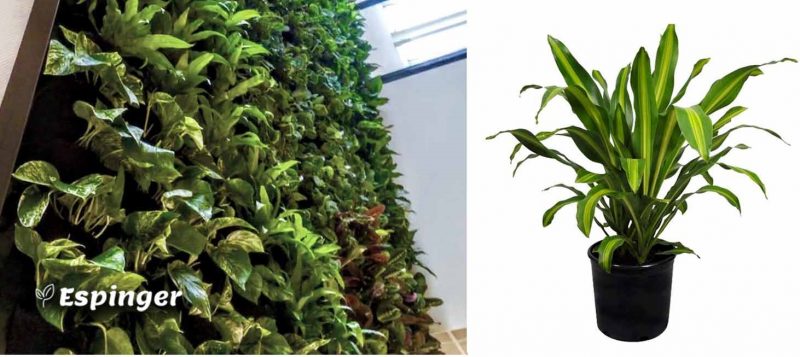 گیاهان دیوار سبز داخلی، دراسنا