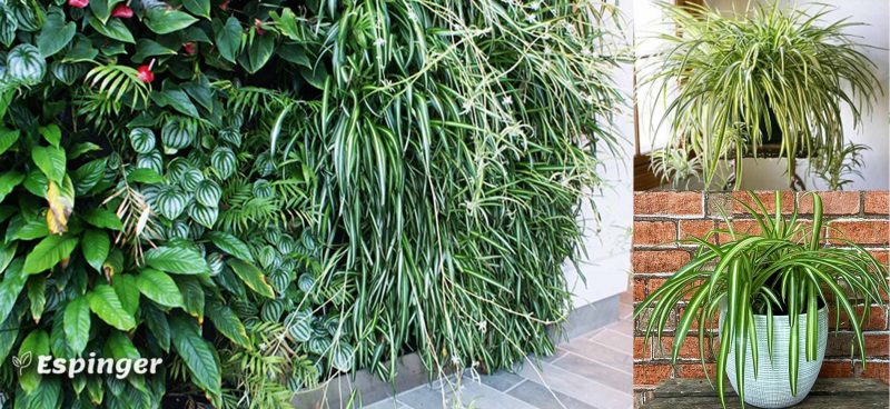 انتخاب گیاهان دیوار سبز داخلی، گندمی