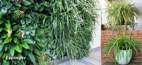 انتخاب گیاهان دیوار سبز داخلی، گندمی