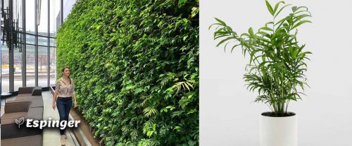 گیاهان دیوار سبز داخلی، شامادورا